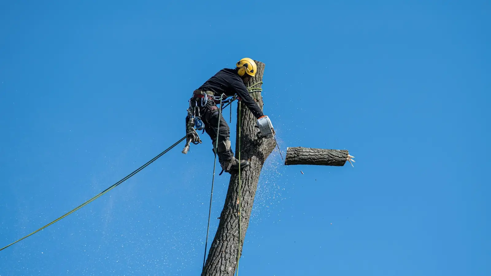 Tree worker in safety gear cutting a tree with a chainsaw
